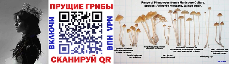 Галлюциногенные грибы Psilocybe  купить   Выборг 